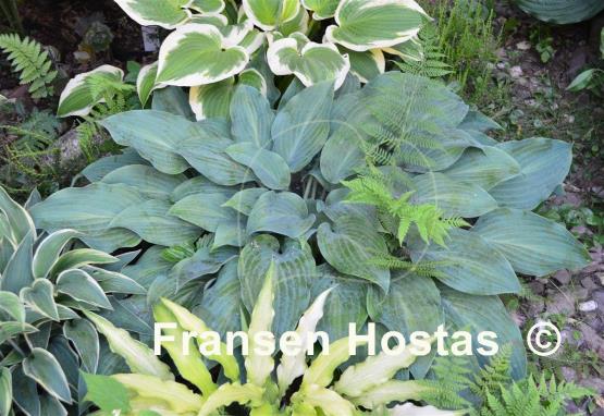 Hosta Blue Haired Lady